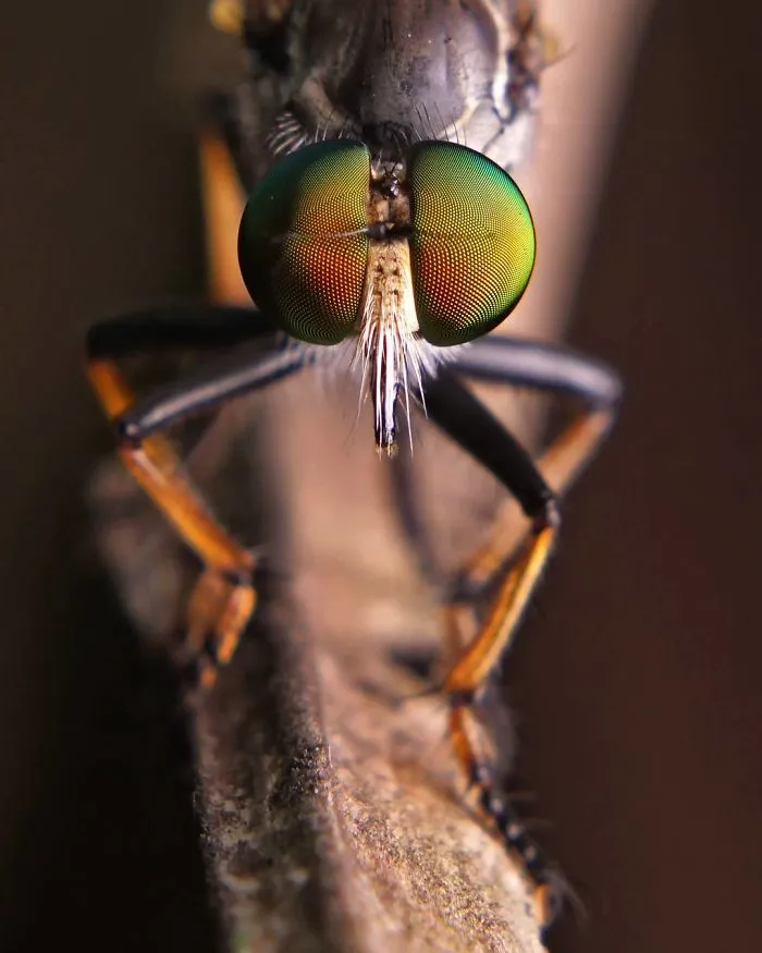 Indian Photographer Captures Colorful Spiders And Other Cute Critters In His Stunning Photographs (71 Pics)