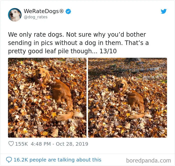 30 Times People Asked To Rate Their Dogs And Got Hilariously Wholesome Results