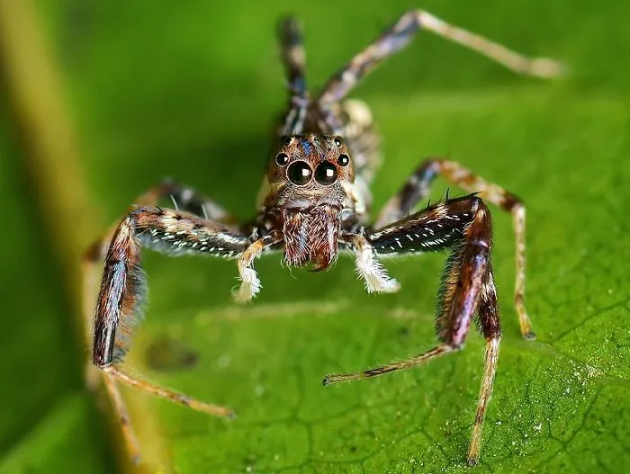 Indian Photographer Captures Colorful Spiders And Other Cute Critters In His Stunning Photographs (71 Pics)