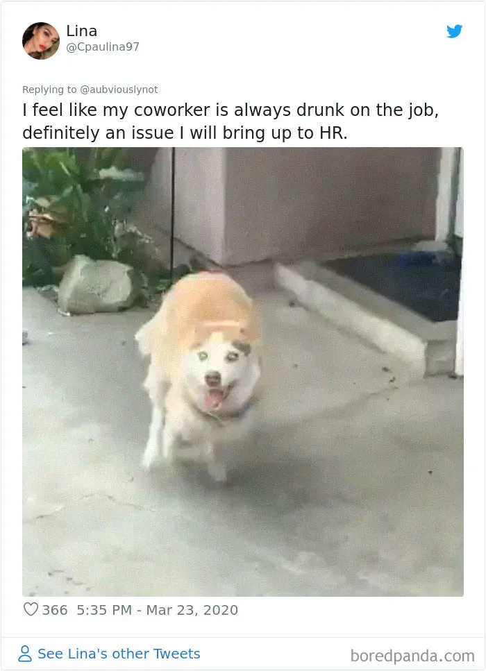 30 Funny "Co-Worker" Updates From People Working From Home