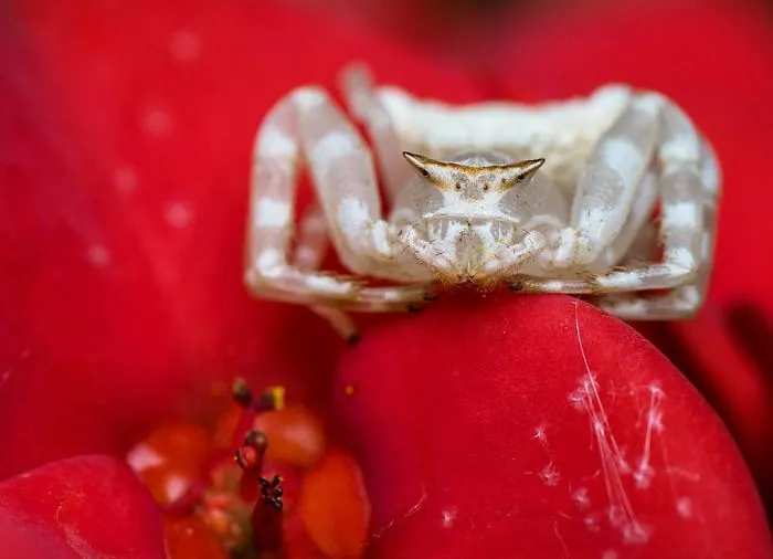 Indian Photographer Captures Colorful Spiders And Other Cute Critters In His Stunning Photographs (71 Pics)