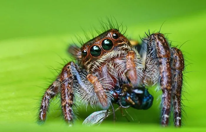 Indian Photographer Captures Colorful Spiders And Other Cute Critters In His Stunning Photographs (71 Pics)