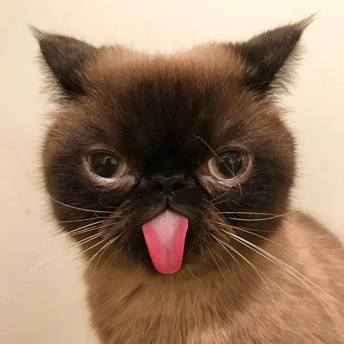 Este es Ikiru, el gato con la lengua fuera que ha conquistado internet (30 fotos)