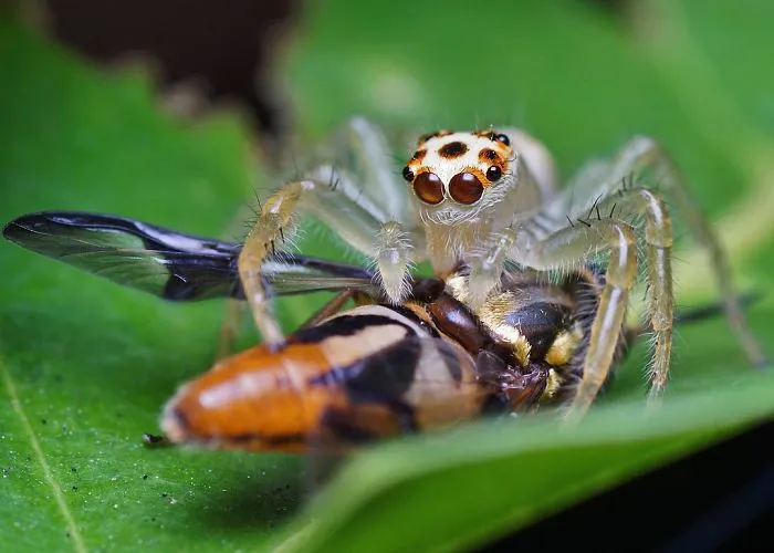 Indian Photographer Captures Colorful Spiders And Other Cute Critters In His Stunning Photographs (71 Pics)