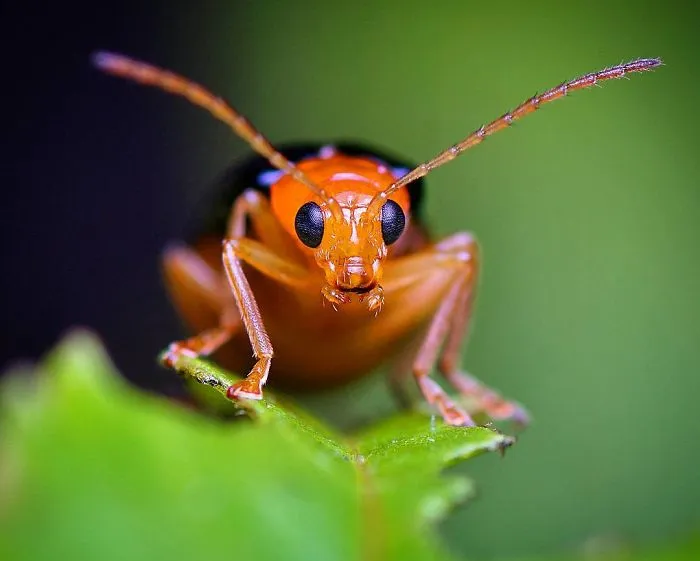 Indian Photographer Captures Colorful Spiders And Other Cute Critters In His Stunning Photographs (71 Pics)