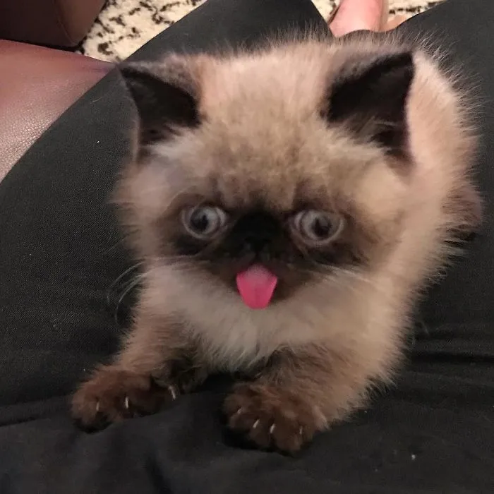 Este es Ikiru, el gato con la lengua fuera que ha conquistado internet (30 fotos)