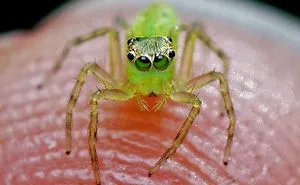 Indian Photographer Captures Colorful Spiders And Other Cute Critters In His Stunning Photographs (71 Pics)