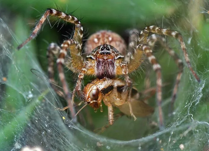 Indian Photographer Captures Colorful Spiders And Other Cute Critters In His Stunning Photographs (71 Pics)