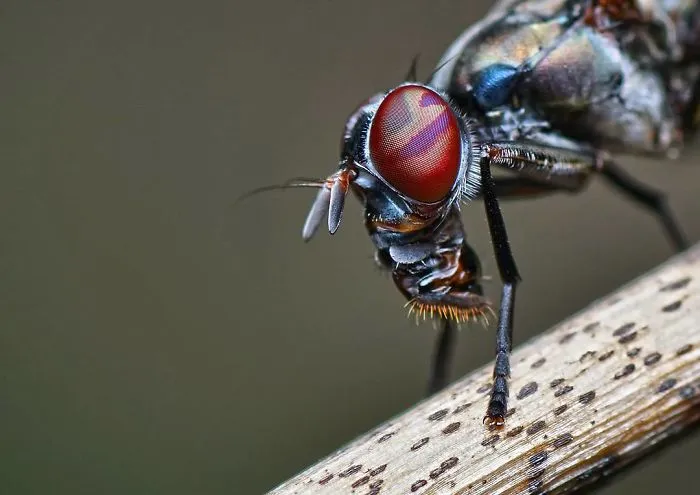 Indian Photographer Captures Colorful Spiders And Other Cute Critters In His Stunning Photographs (71 Pics)