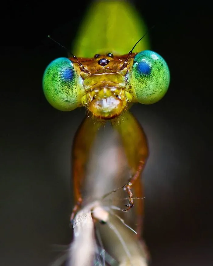 Indian Photographer Captures Colorful Spiders And Other Cute Critters In His Stunning Photographs (71 Pics)