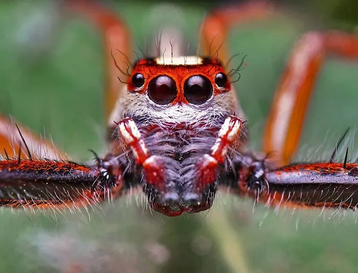 Indian Photographer Captures Colorful Spiders And Other Cute Critters In His Stunning Photographs (71 Pics)