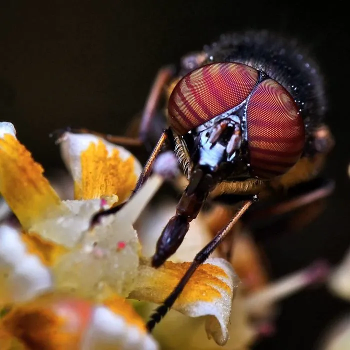 Indian Photographer Captures Colorful Spiders And Other Cute Critters In His Stunning Photographs (71 Pics)