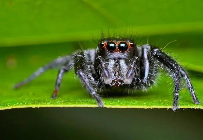 Indian Photographer Captures Colorful Spiders And Other Cute Critters In His Stunning Photographs (71 Pics)