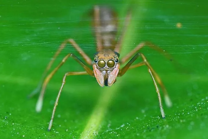 Indian Photographer Captures Colorful Spiders And Other Cute Critters In His Stunning Photographs (71 Pics)