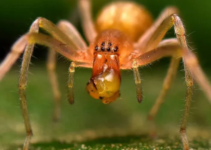 Indian Photographer Captures Colorful Spiders And Other Cute Critters In His Stunning Photographs (71 Pics)