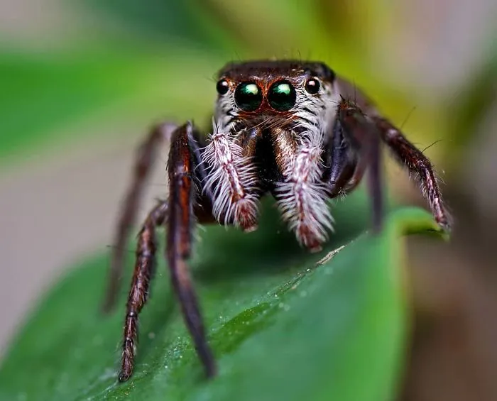 Indian Photographer Captures Colorful Spiders And Other Cute Critters In His Stunning Photographs (71 Pics)