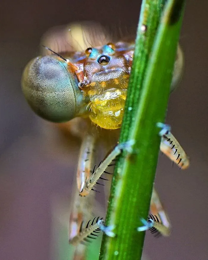 Indian Photographer Captures Colorful Spiders And Other Cute Critters In His Stunning Photographs (71 Pics)