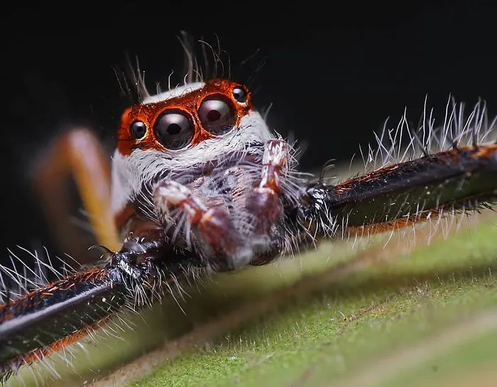Indian Photographer Captures Colorful Spiders And Other Cute Critters In His Stunning Photographs (71 Pics)