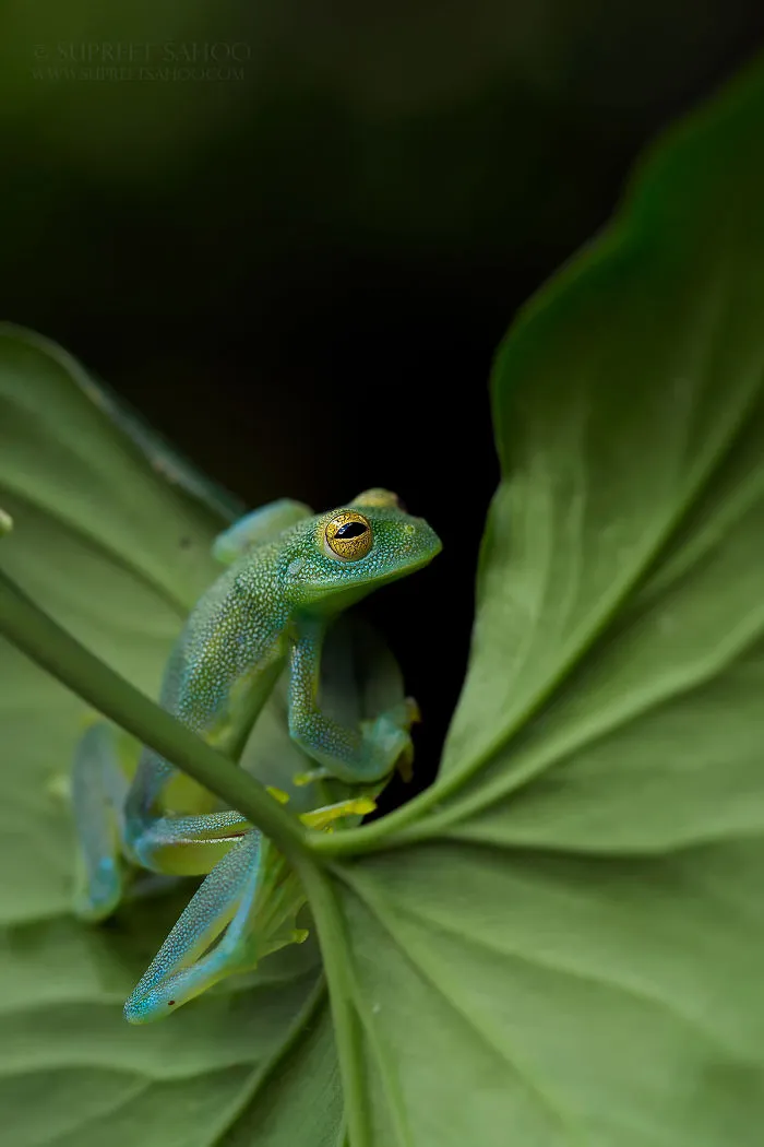 Glass Frog