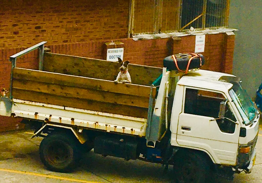Fido To The Rescue?
