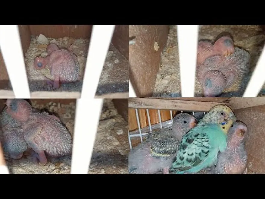 You Can See This Mother's Misery And Her Fatigue In Feeding Chicks, And This Is After The Male Deserted Her And Left Her Alone ..from Day 01 To Day 20.