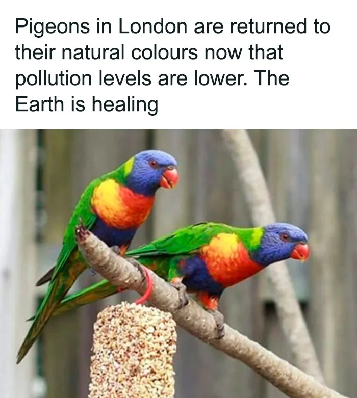 30 Funny Posts Of "Wildlife Returning' To Nature As Humans Are Forced To Quarantine