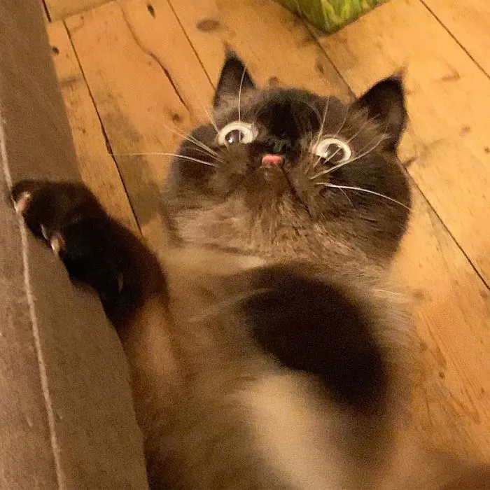 Este es Ikiru, el gato con la lengua fuera que ha conquistado internet (30 fotos)