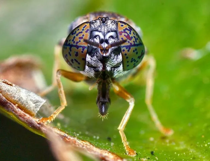 Indian Photographer Captures Colorful Spiders And Other Cute Critters In His Stunning Photographs (71 Pics)