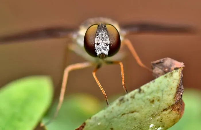 Indian Photographer Captures Colorful Spiders And Other Cute Critters In His Stunning Photographs (71 Pics)