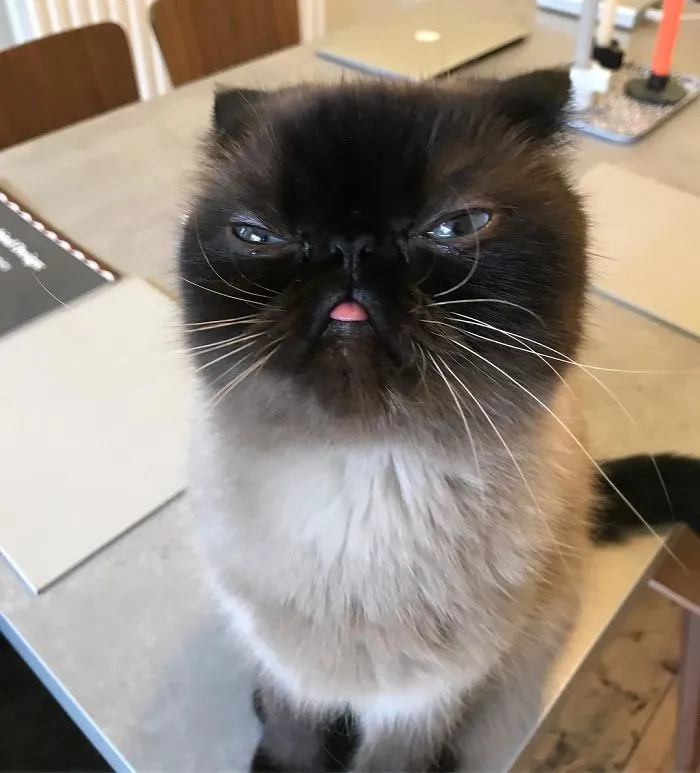 Este es Ikiru, el gato con la lengua fuera que ha conquistado internet (30 fotos)