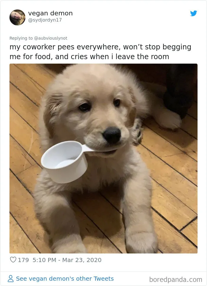 30 Funny "Co-Worker" Updates From People Working From Home