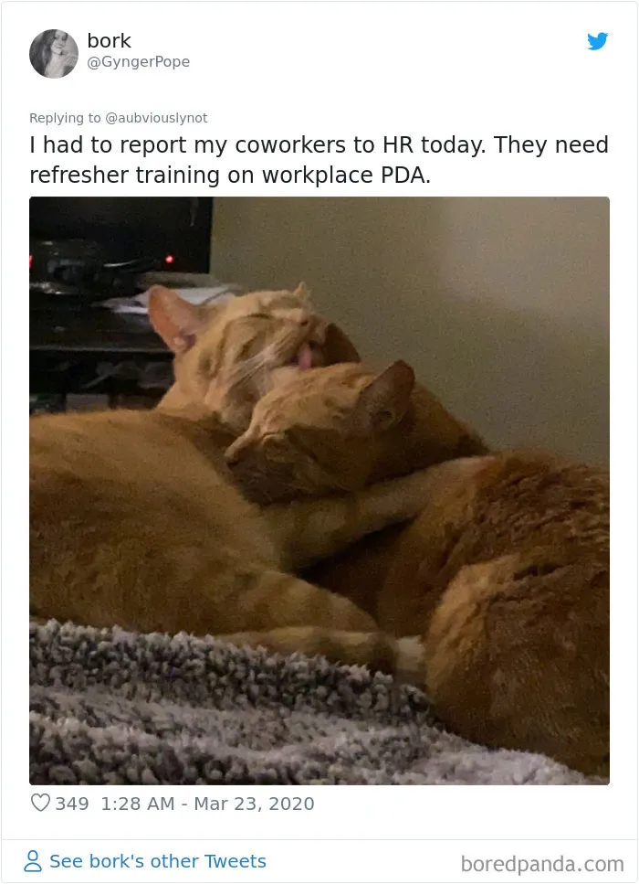 30 Funny "Co-Worker" Updates From People Working From Home