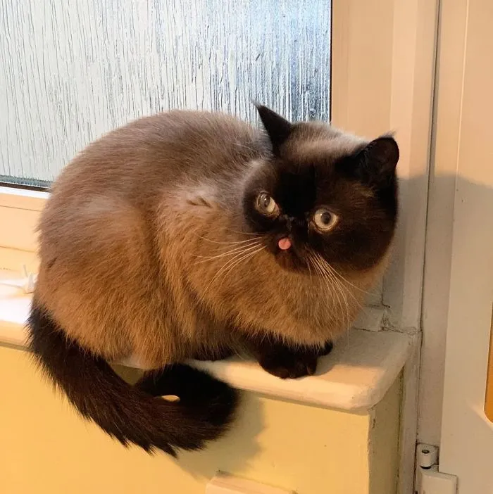 Meet Ikiru, The King Of Bleps Who Is Taking The Internet By Storm (30 Pics)