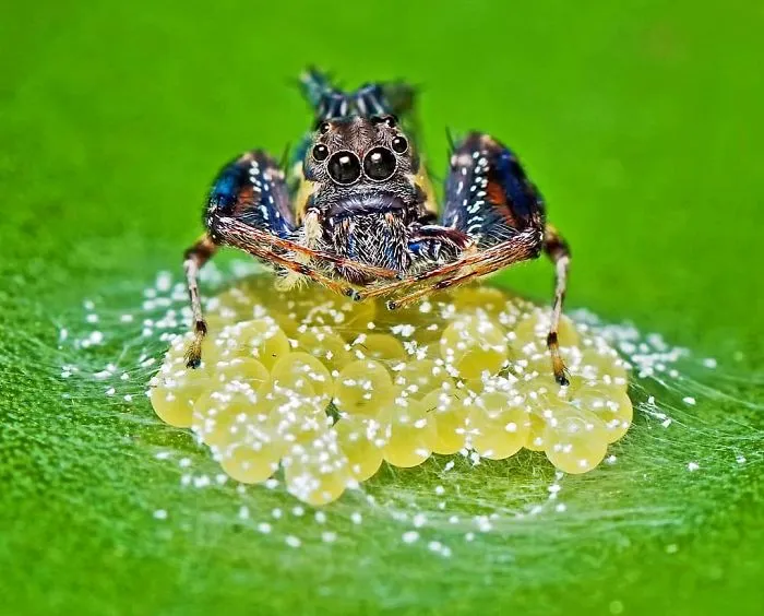 Indian Photographer Captures Colorful Spiders And Other Cute Critters In His Stunning Photographs (71 Pics)