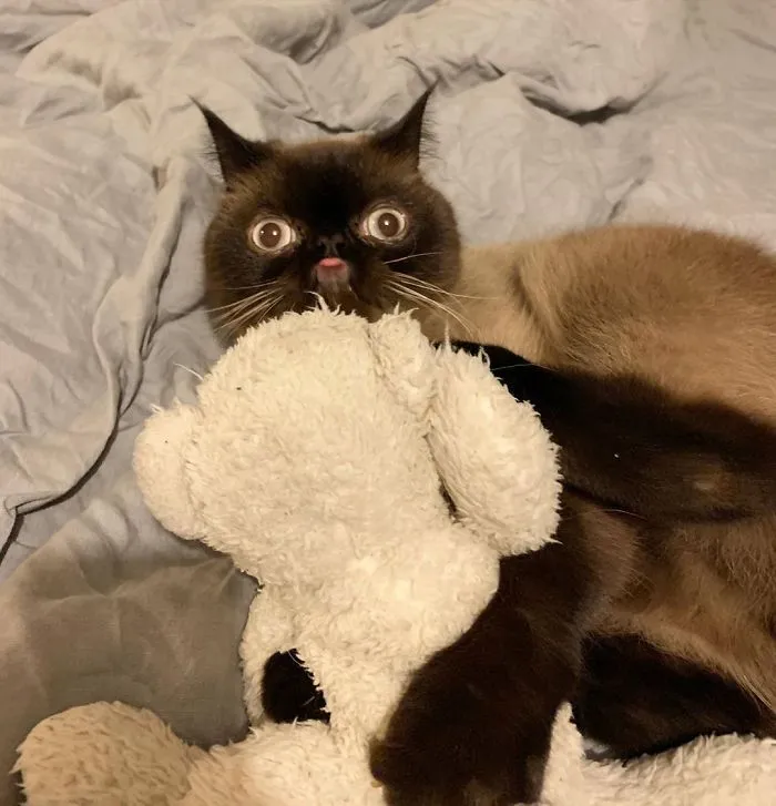 Meet Ikiru, The King Of Bleps Who Is Taking The Internet By Storm (30 Pics)
