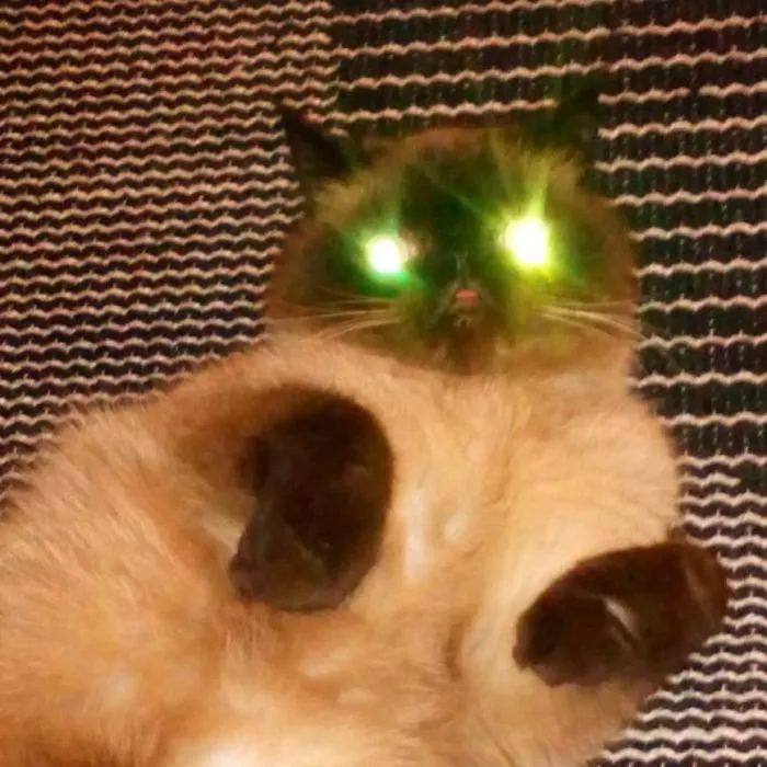Este es Ikiru, el gato con la lengua fuera que ha conquistado internet (30 fotos)