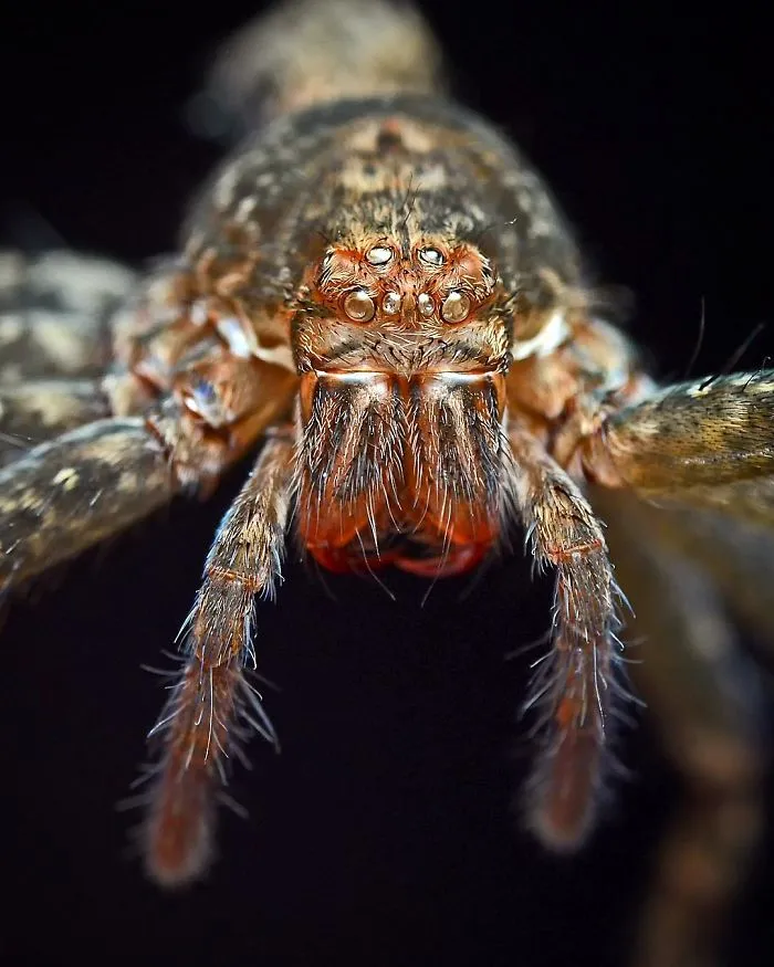 Indian Photographer Captures Colorful Spiders And Other Cute Critters In His Stunning Photographs (71 Pics)