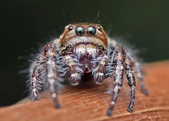 Indian Photographer Captures Colorful Spiders And Other Cute Critters In His Stunning Photographs (71 Pics)