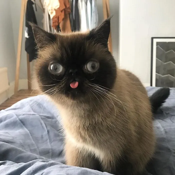 Meet Ikiru, The King Of Bleps Who Is Taking The Internet By Storm (30 Pics)