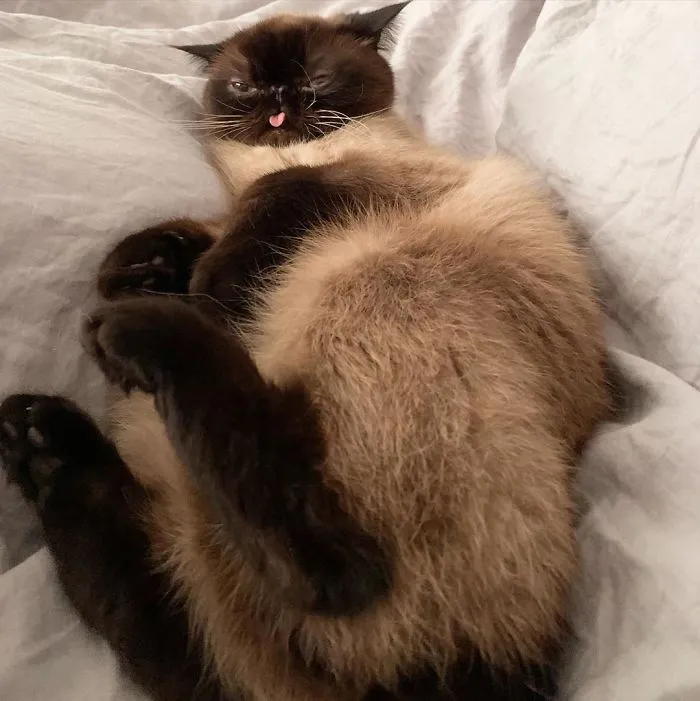 Este es Ikiru, el gato con la lengua fuera que ha conquistado internet (30 fotos)