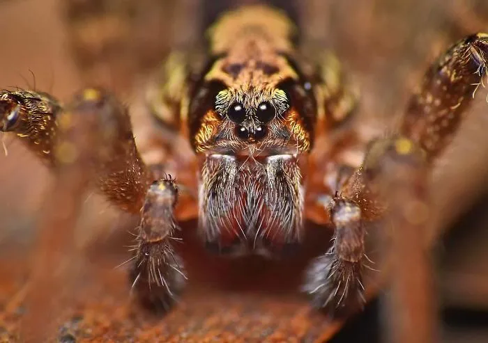 Indian Photographer Captures Colorful Spiders And Other Cute Critters In His Stunning Photographs (71 Pics)