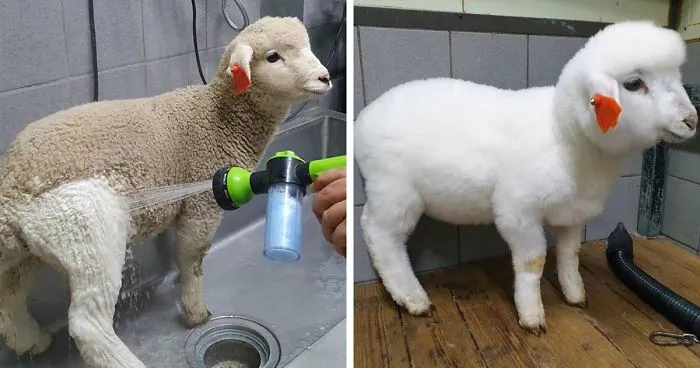 Esta cafetería con ovejas en Corea comparte fotos virales del lavado de una oveja
