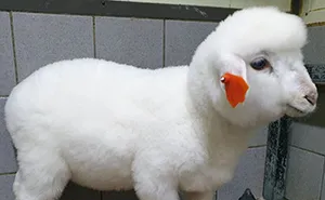 This Sheep Cafe In Korea Shares Viral Photos Of A Sheep Getting Washed