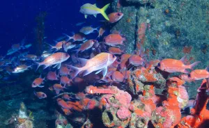 Amazing Underwater Pictures Of One Of Brazil's Best Places: Fernando De Noronha Island