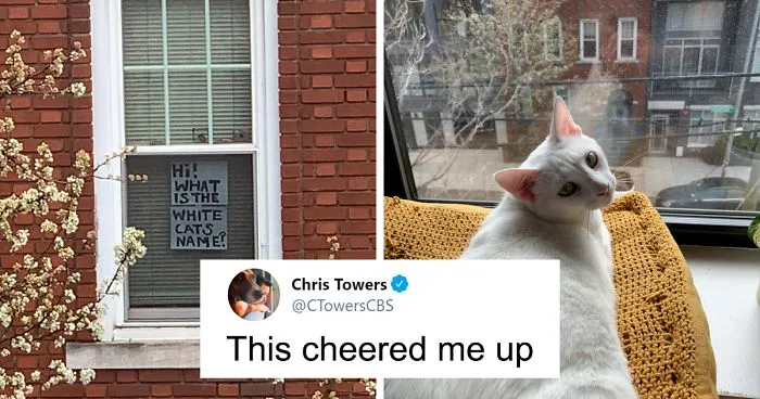 Woman Asks A Neighbor What His Cat's Name Is Via A Sign On Her Window, Receives An Answer And Cute Pics