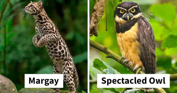 30 Beautiful Animals That I Found In Costa Rica