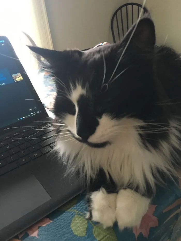 Sparkie’s Falling Asleep During File Format Conf Call