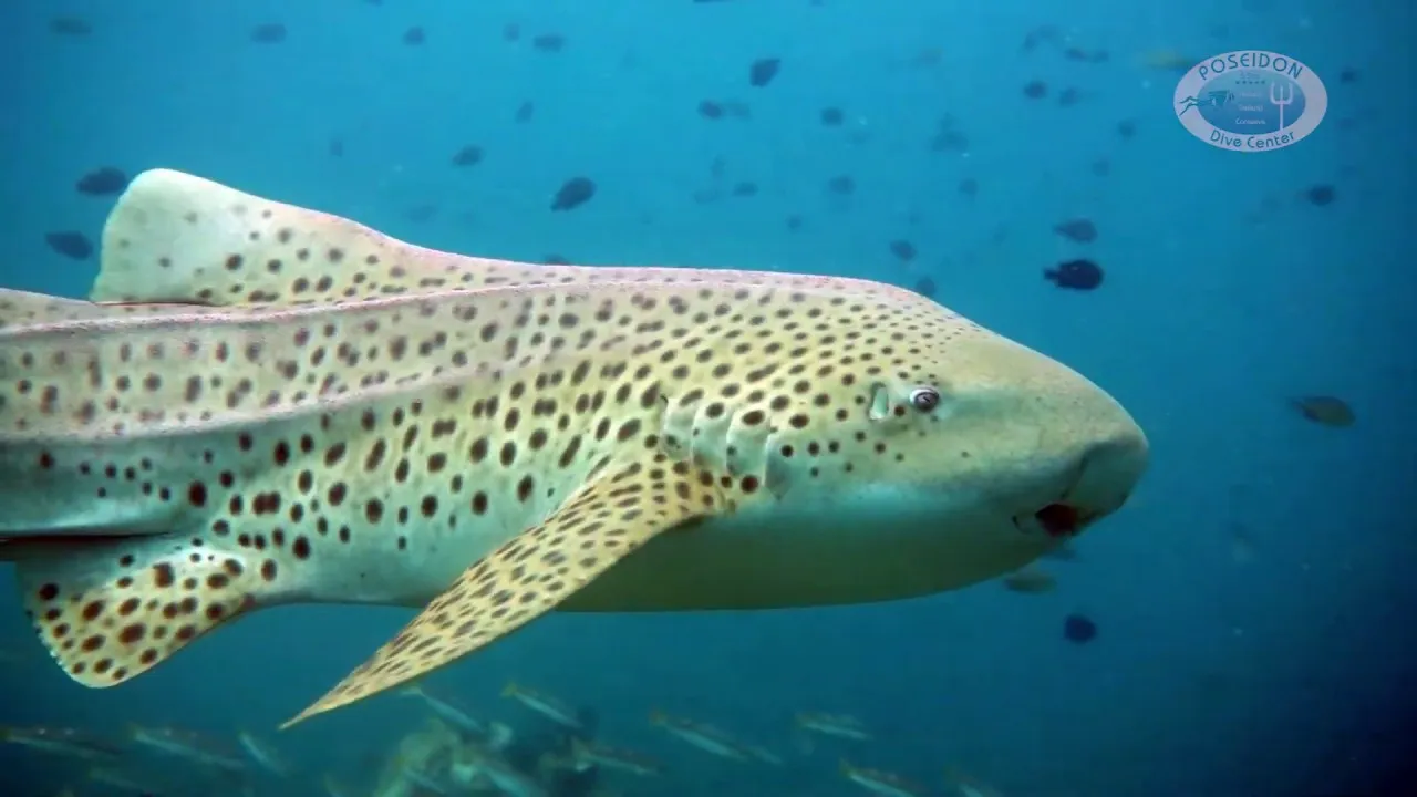 Most Beautiful Scuba Dive Ever!!! A Swimming Zebra Shark On Video.