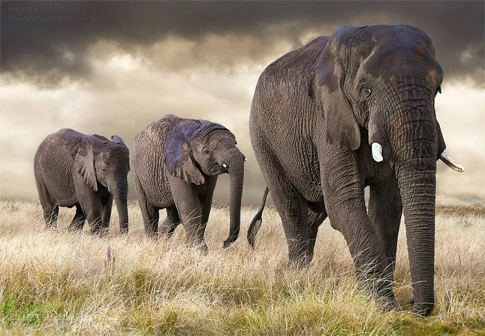 An Elephant Family Is Taking A Walk
