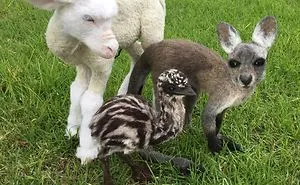 Australian Woman Stabs (Endangered) Animals To Get Rid Of Anxiety